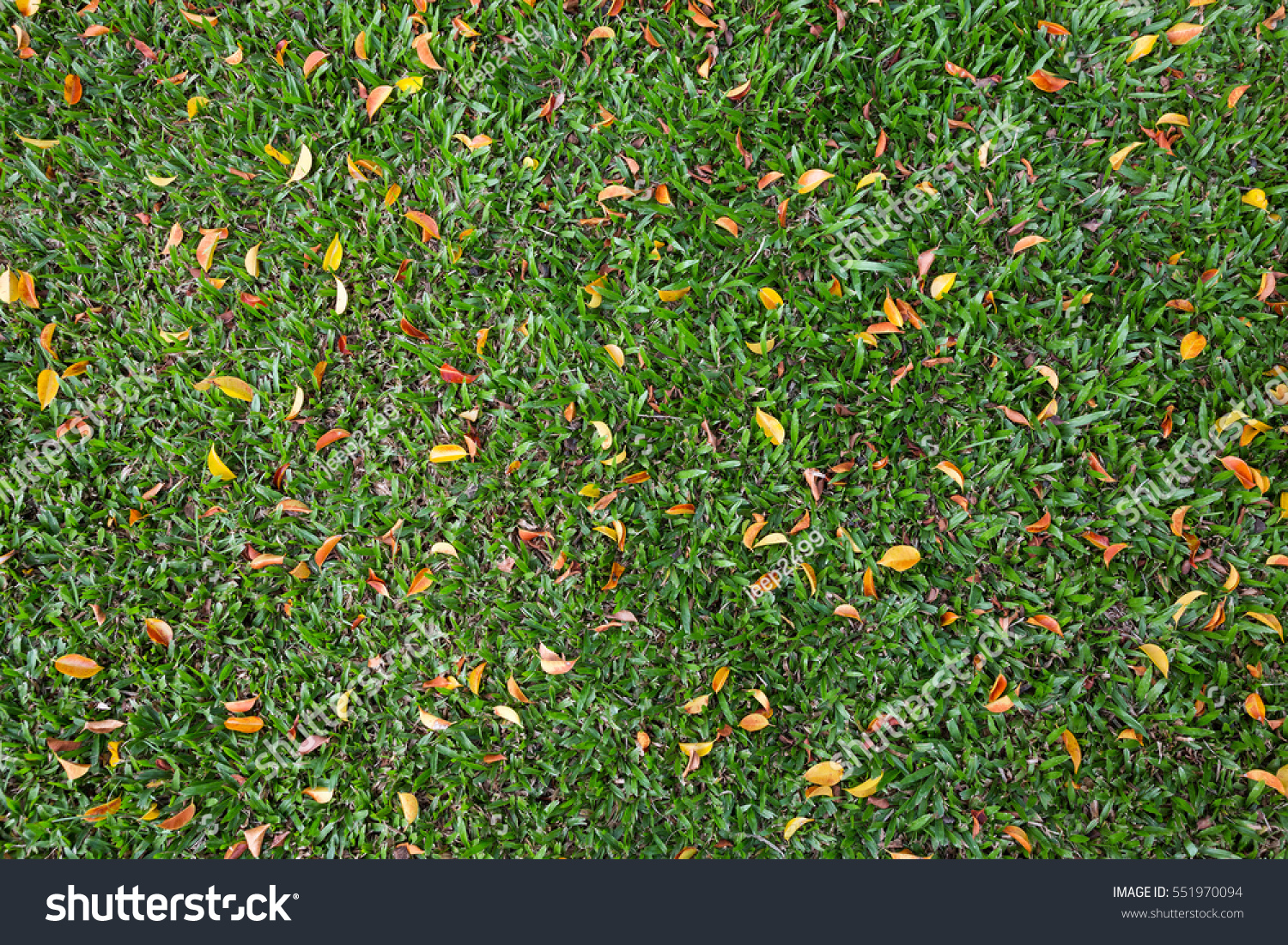 leaves left scattered on the grass provide valuable nourishment